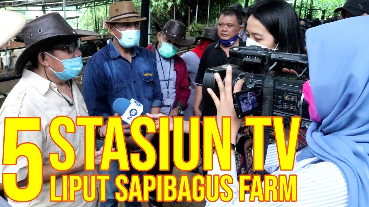 Kandang Sapibagus Diliput Stasiun TV.jpg